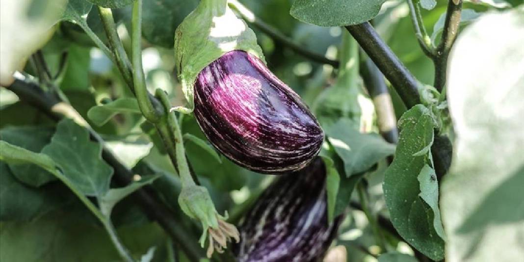 Pestisit nedir, tehlikeleri nelerdir? Kışın bu meyve ve sebzelere dikkat: Pestisit riski oldukça yüksek 5